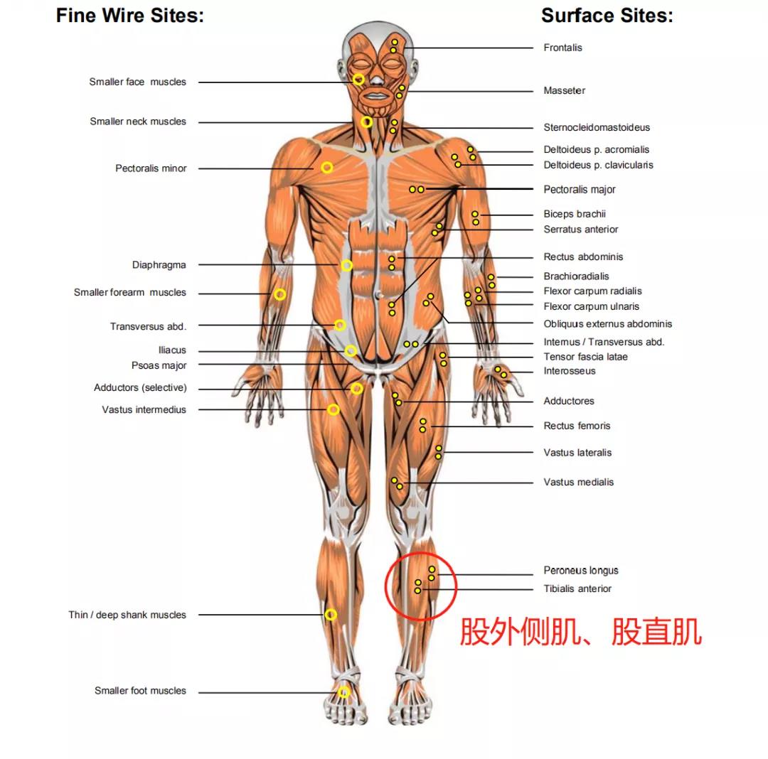 在竖直肌、股外侧肌、股直肌、斜方肌粘贴肌电放大传感器 在竖直肌、股外侧肌、股直肌、斜方肌粘贴肌电放大传感器