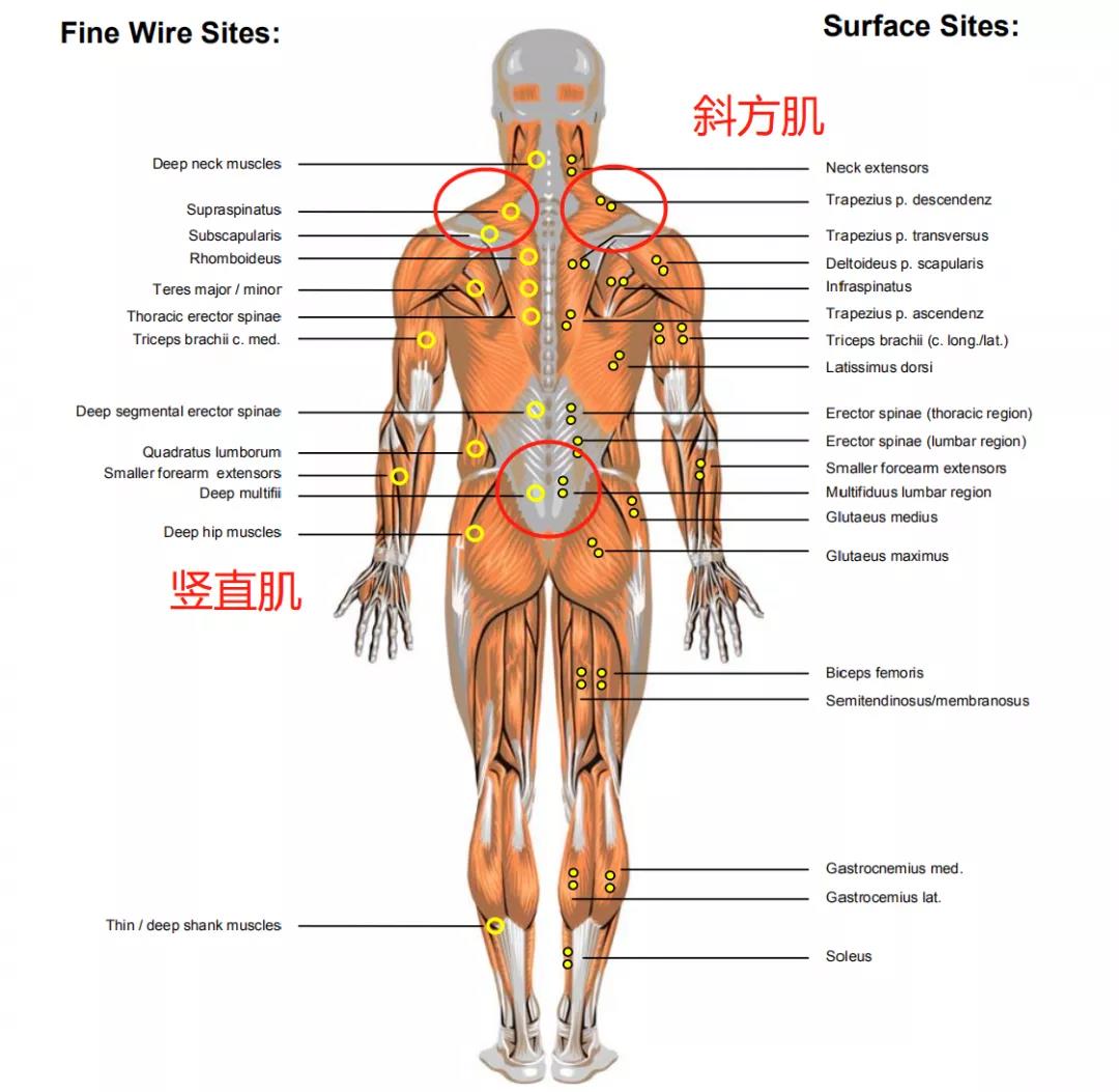 在竖直肌、股外侧肌、股直肌、斜方肌粘贴肌电放大传感器
