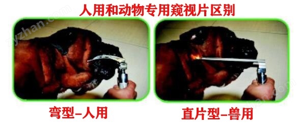 深圳益玛|动物物医疗|益玛宠物|宠物医疗耗材|宠物医生|宠物医院