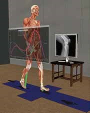 SIMM交互式骨骼肌肉建模仿真软件