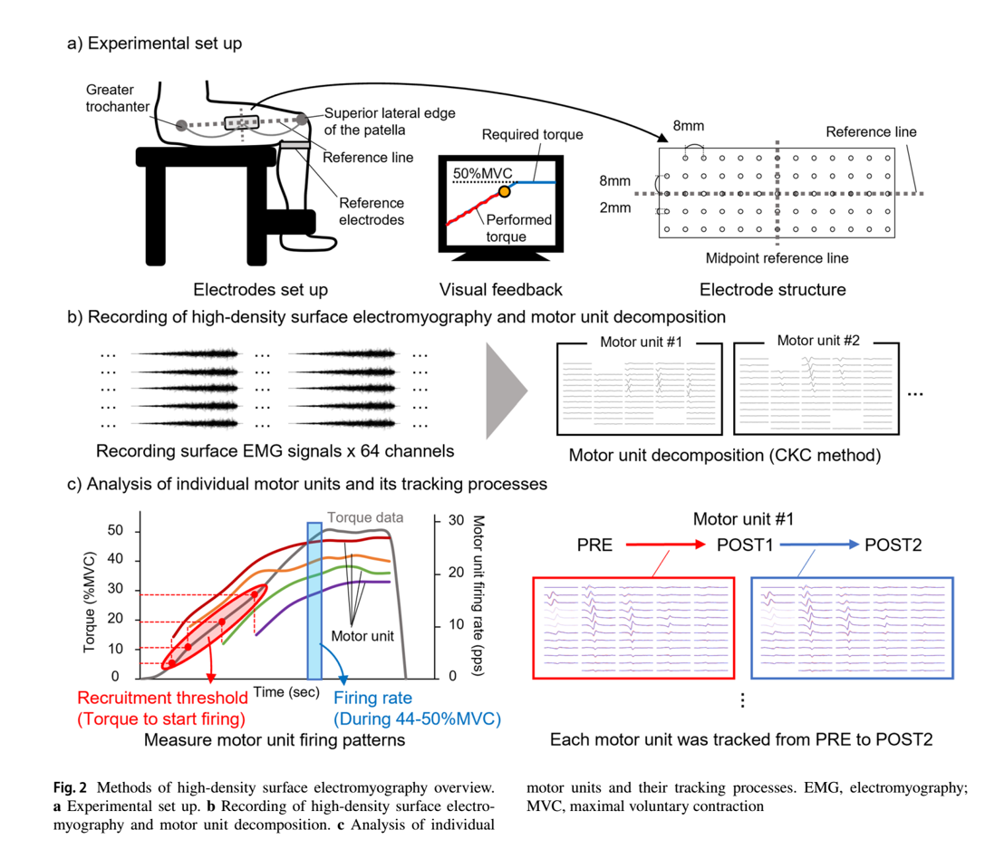 Acute effects of caffeine or quercetin ingestion on motor unit firing pattern before and after resistance exercise