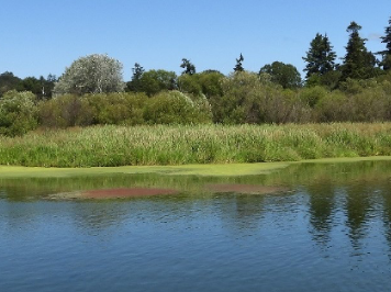 应用案例：Thunder Optics 光谱仪用于检测富营养化湖泊的光穿透率