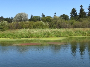 应用案例：Thunder Optics 光谱仪用于检测富营养化湖泊的光穿透率